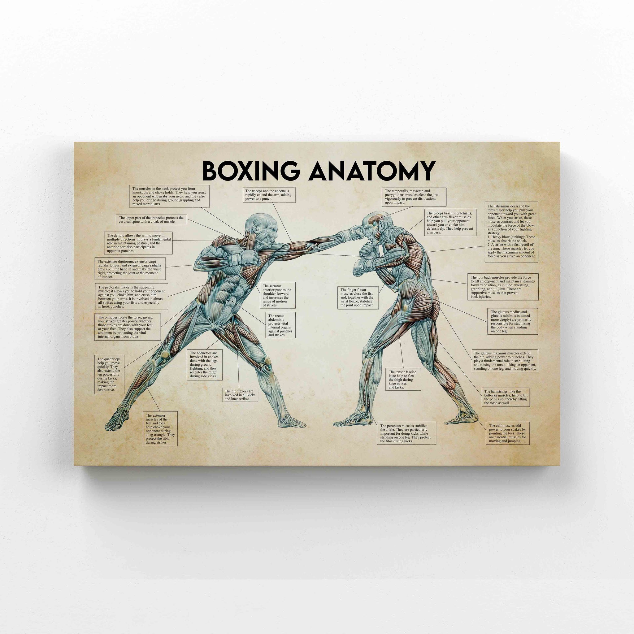Boxing Anatomy Canvas, Boxing Canvas, Knowledge Canvas, Wall Art Canvas, Gift Canvas