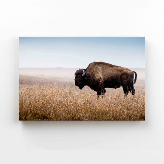 Brutus Buffalo Canvas, Buffalo Canvas, Animal Canvas, Canvas Wall Art, Canvas Prints, Gift Canvas