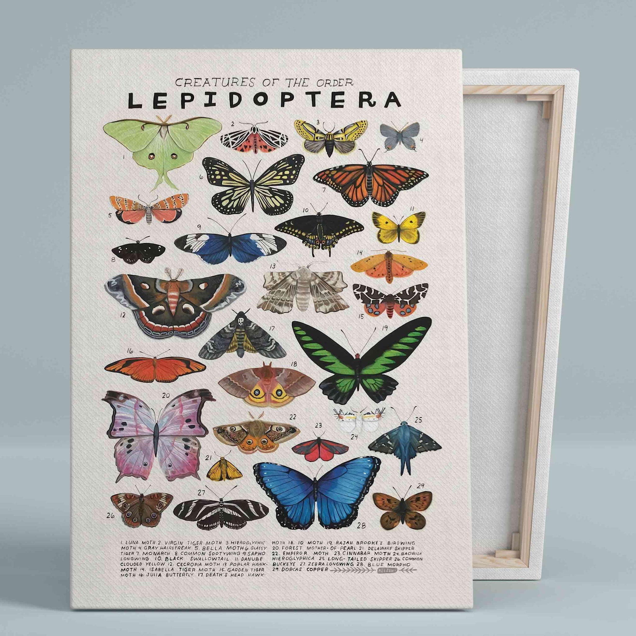 Creatures Of The Order Lepidoptera Canvas, Butterfly Canvas, Moths Canvas, Animal Canvas, Gift Canvas